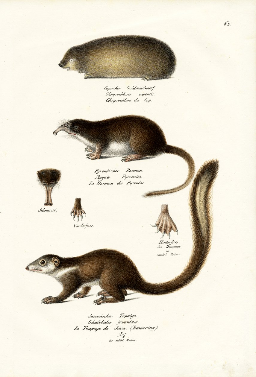 Cape Golden Mole, 1824 tekijältä Karl Joseph Brodtmann