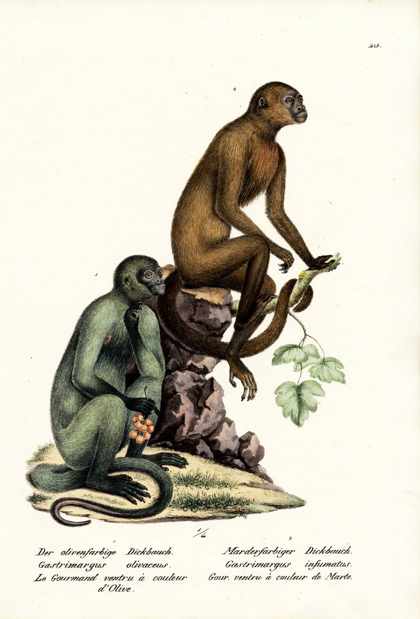Kapusiini, 1824 tekijältä Karl Joseph Brodtmann