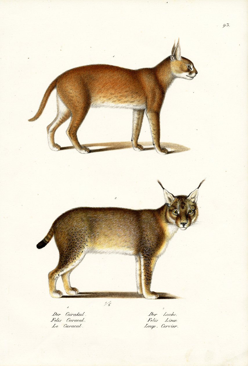 Caracal, 1824 tekijältä Karl Joseph Brodtmann