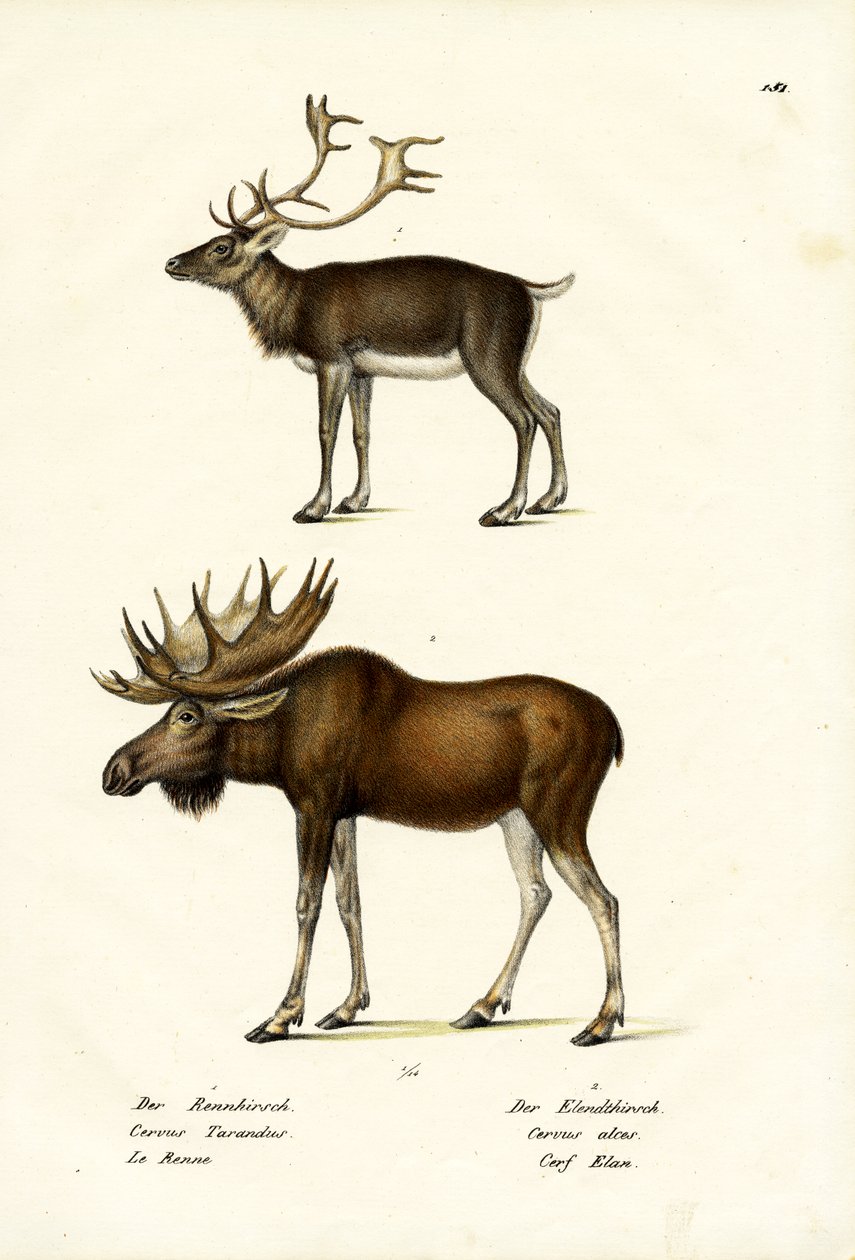 Caribou, 1824 tekijältä Karl Joseph Brodtmann