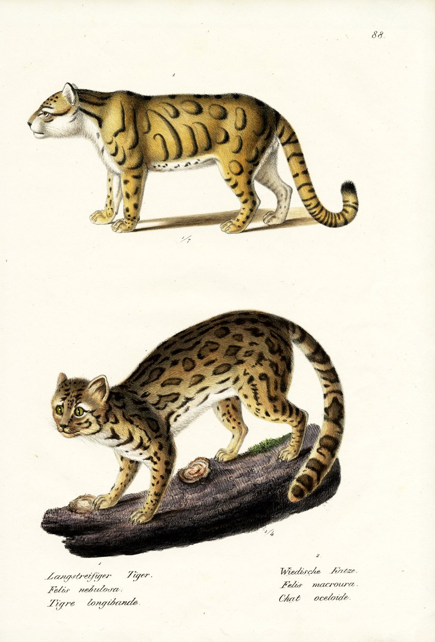 Pilvinen leopardi, 1824 tekijältä Karl Joseph Brodtmann