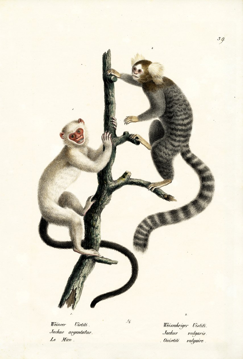 Marmosetti, 1824 tekijältä Karl Joseph Brodtmann