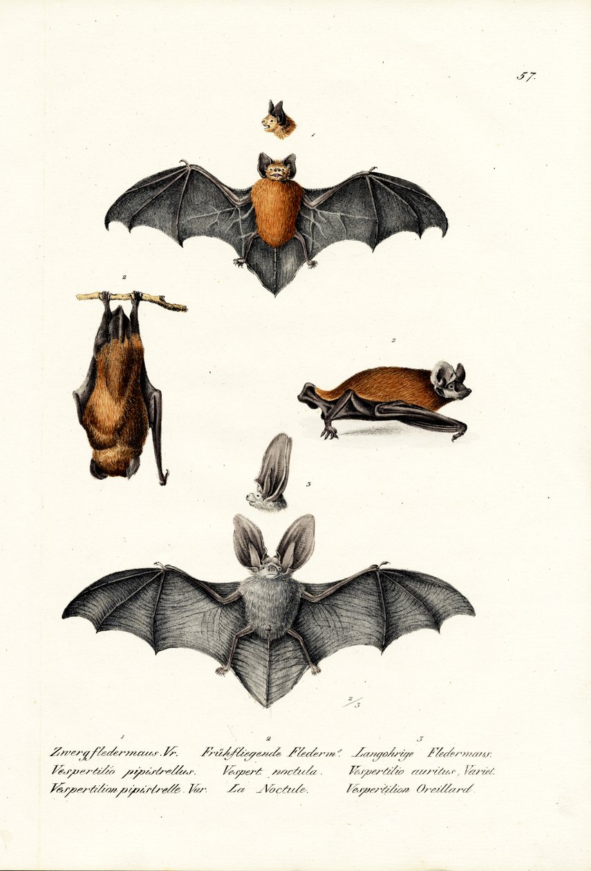 Common Pipistrelle, 1824 tekijältä Karl Joseph Brodtmann