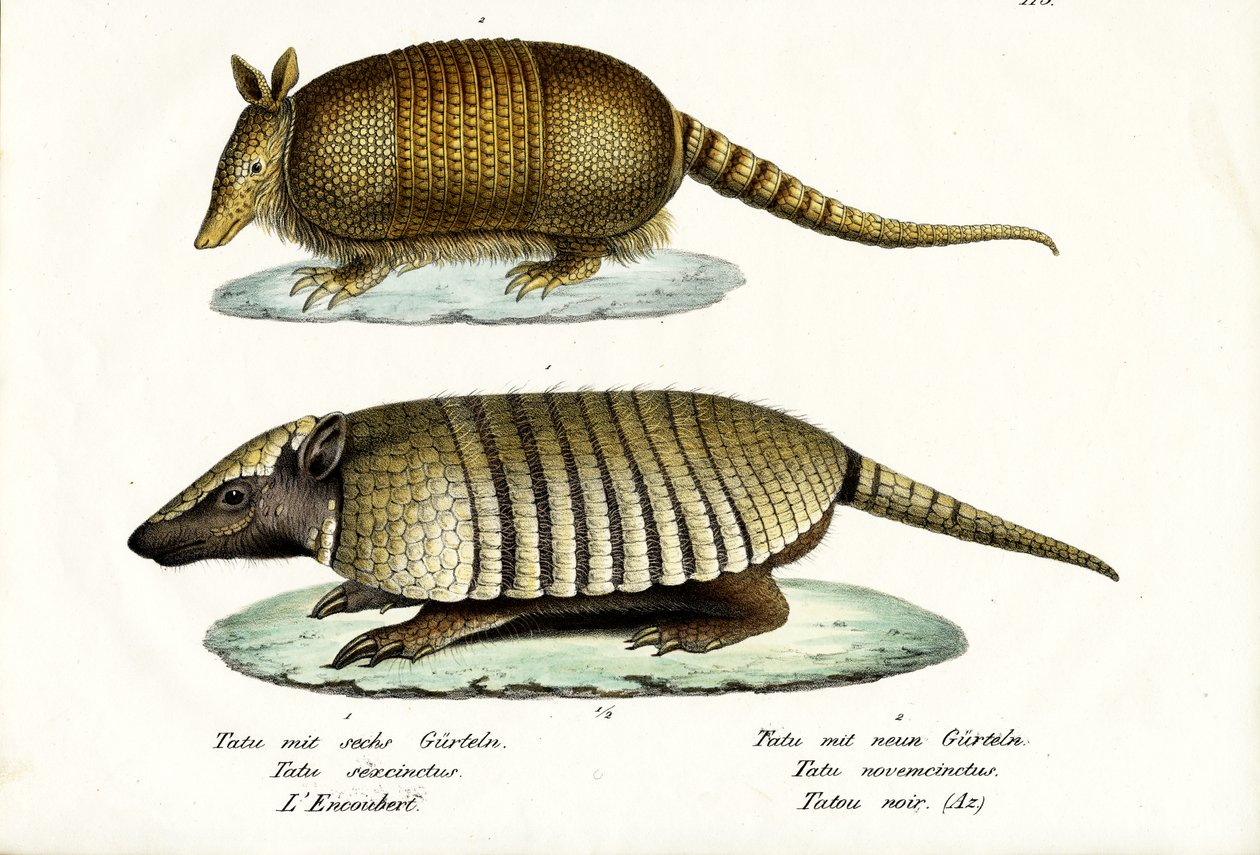 Erilaisia armadilloja, 1824 tekijältä Karl Joseph Brodtmann