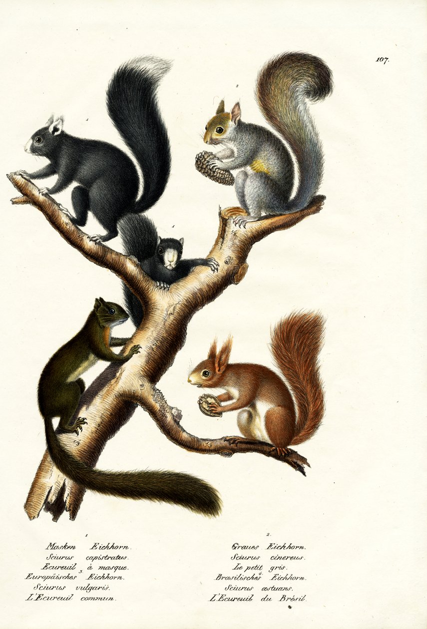 Erilaisia oravia, 1824 tekijältä Karl Joseph Brodtmann