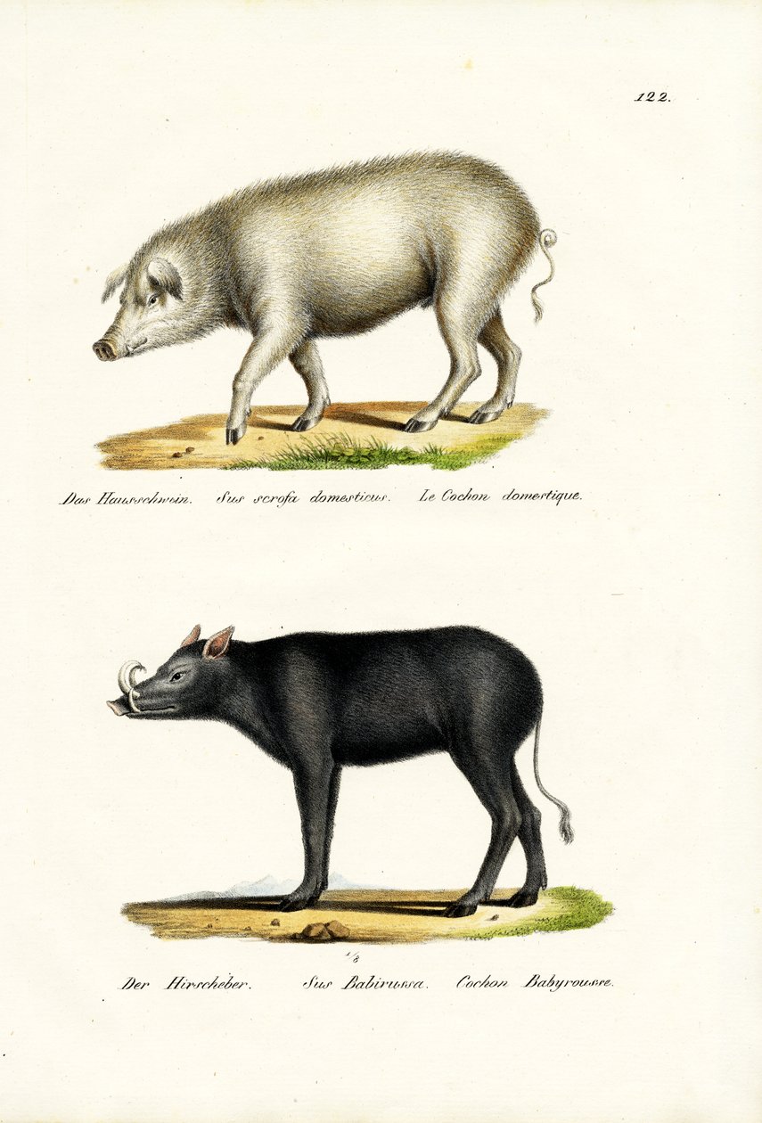 Kotisika, 1824 tekijältä Karl Joseph Brodtmann