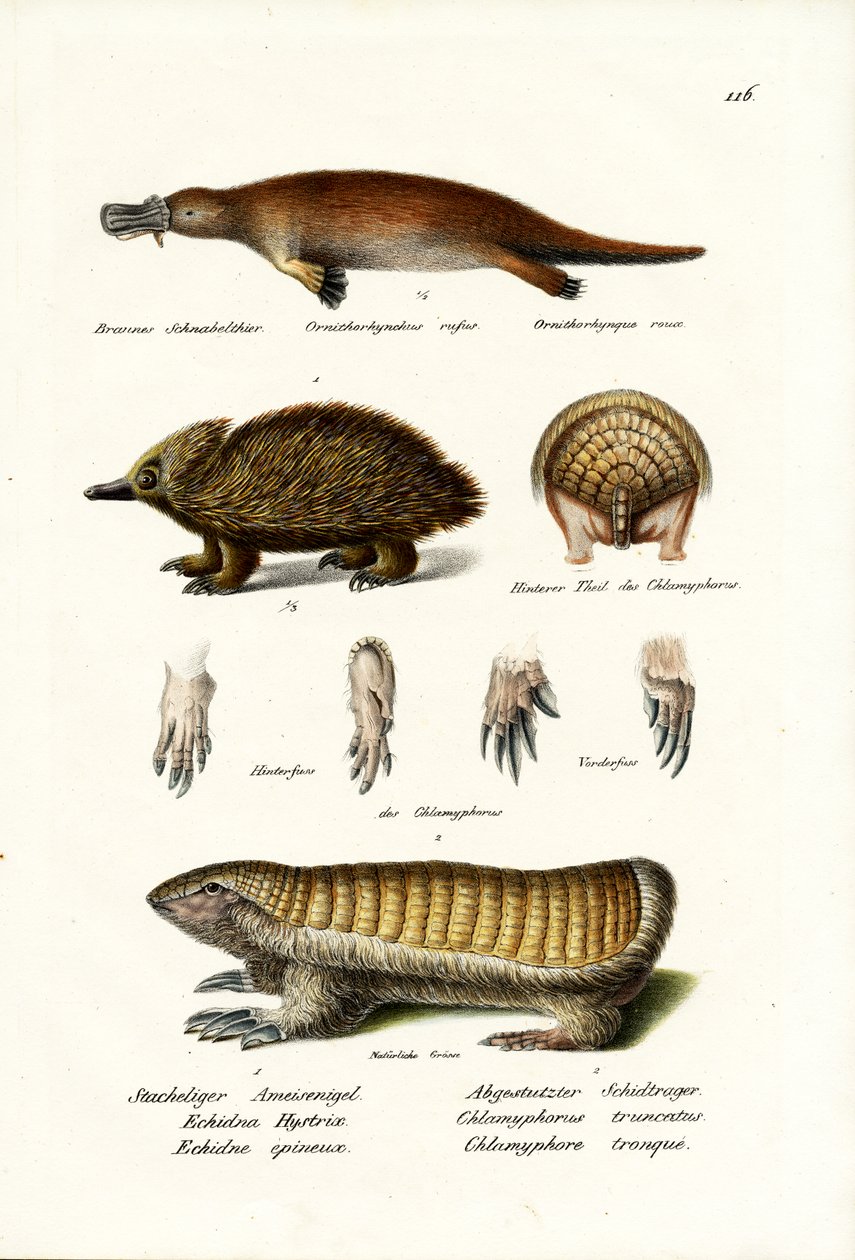 Ankannokka Platypus, 1824 tekijältä Karl Joseph Brodtmann