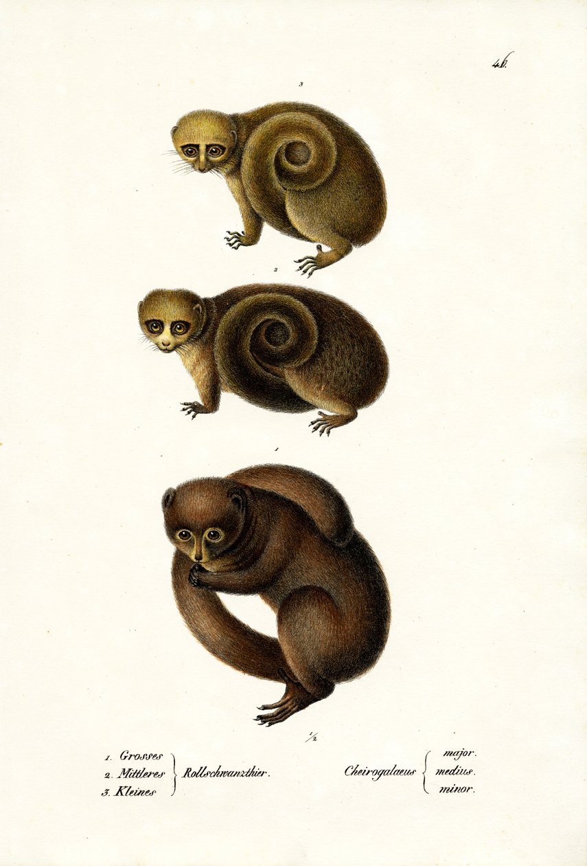 Kääpiö Lemur, 1824 tekijältä Karl Joseph Brodtmann