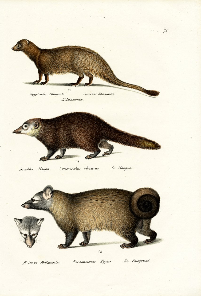 Egyptin Mongoose, 1824 tekijältä Karl Joseph Brodtmann