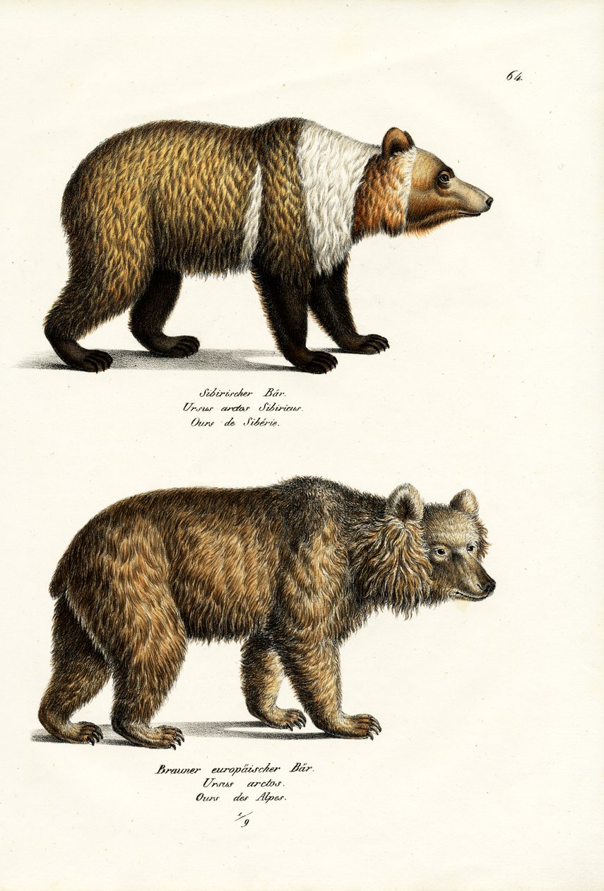 Euroopan ruskea karhu, 1824 tekijältä Karl Joseph Brodtmann