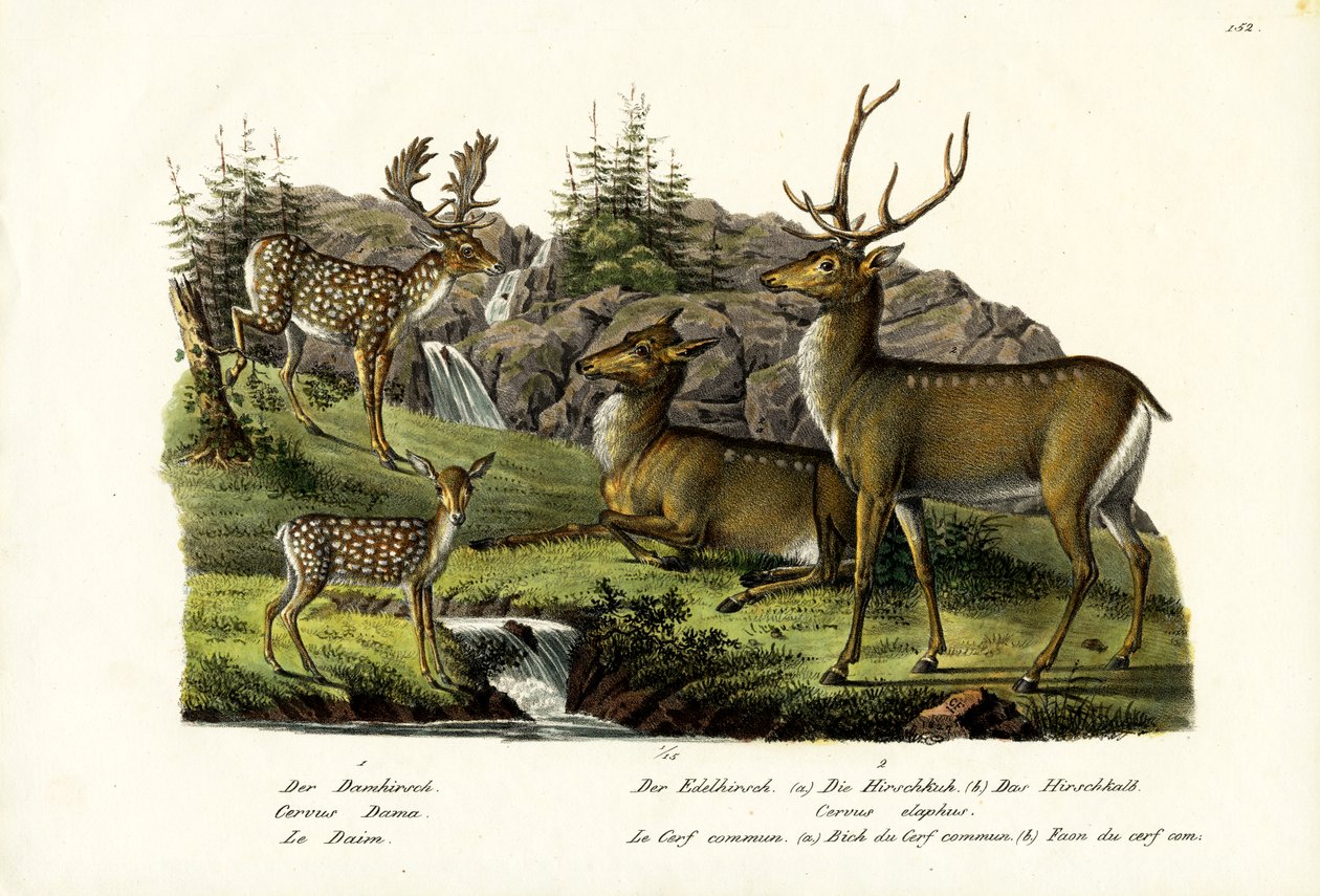 Metsäkauris, 1824 tekijältä Karl Joseph Brodtmann