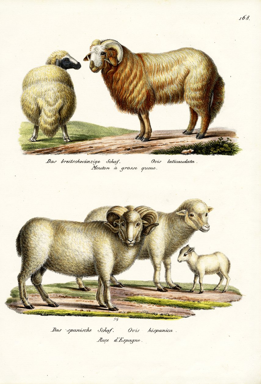Rasvapyrstölammas, 1824 tekijältä Karl Joseph Brodtmann