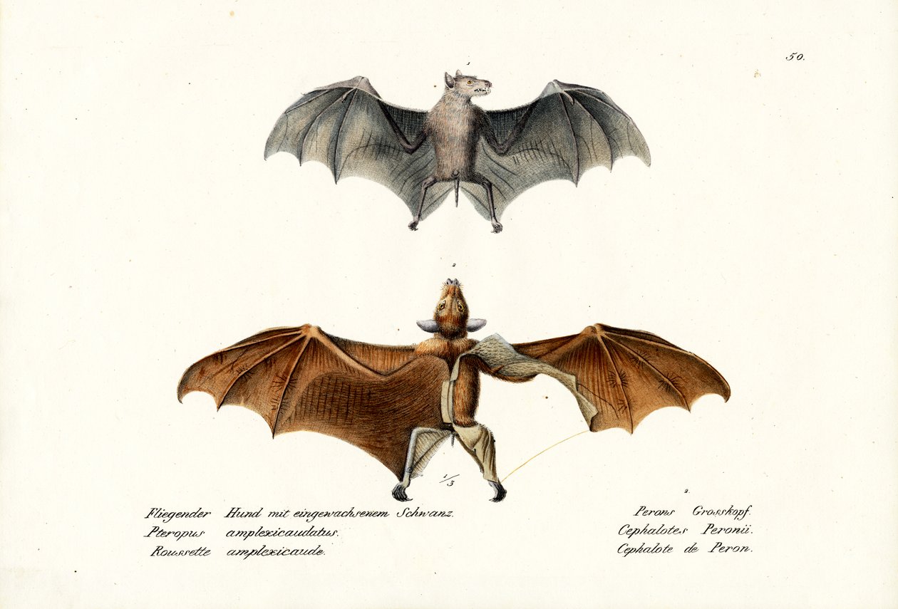 Flying Foxes, 1824 tekijältä Karl Joseph Brodtmann