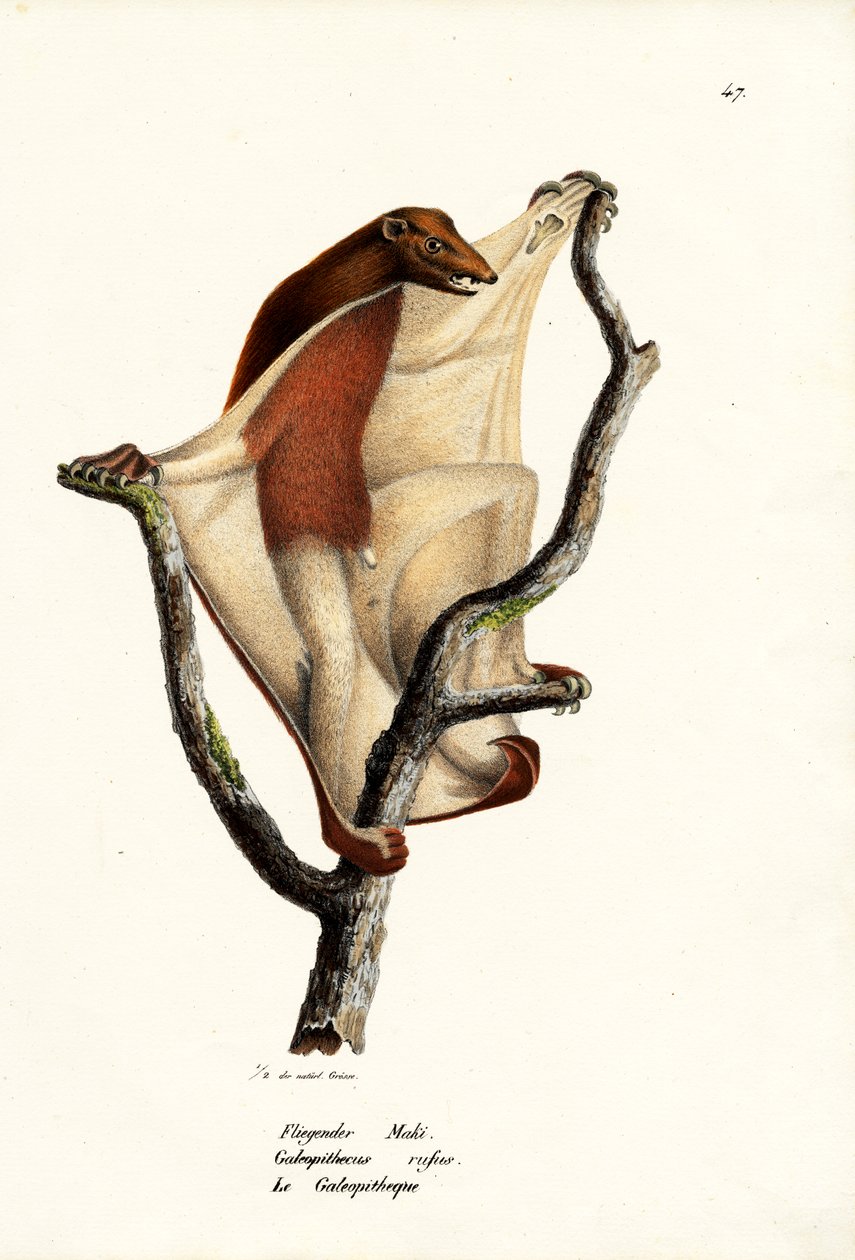 Lentävä Lemur, 1824 tekijältä Karl Joseph Brodtmann