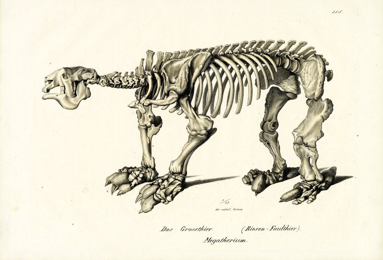Giant Ground Sloth, 1824 tekijältä Karl Joseph Brodtmann