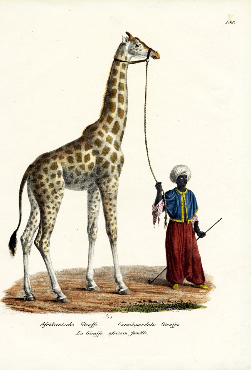 Kirahvi, 1824 tekijältä Karl Joseph Brodtmann