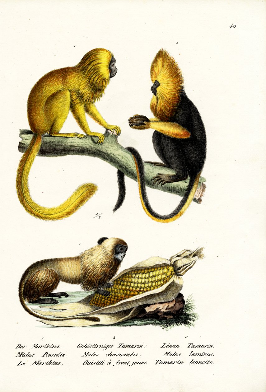 Kultainen leijona Tamarin, 1824 tekijältä Karl Joseph Brodtmann