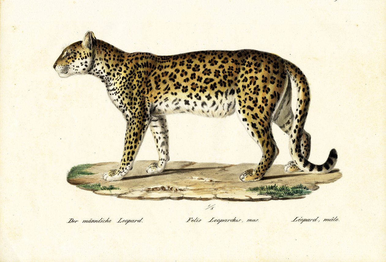 Leopardi, 1824 tekijältä Karl Joseph Brodtmann