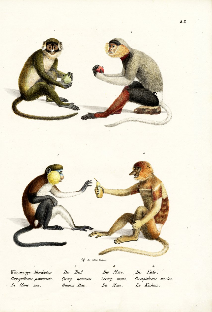 Pieni valkonokka-apina, 1824 tekijältä Karl Joseph Brodtmann