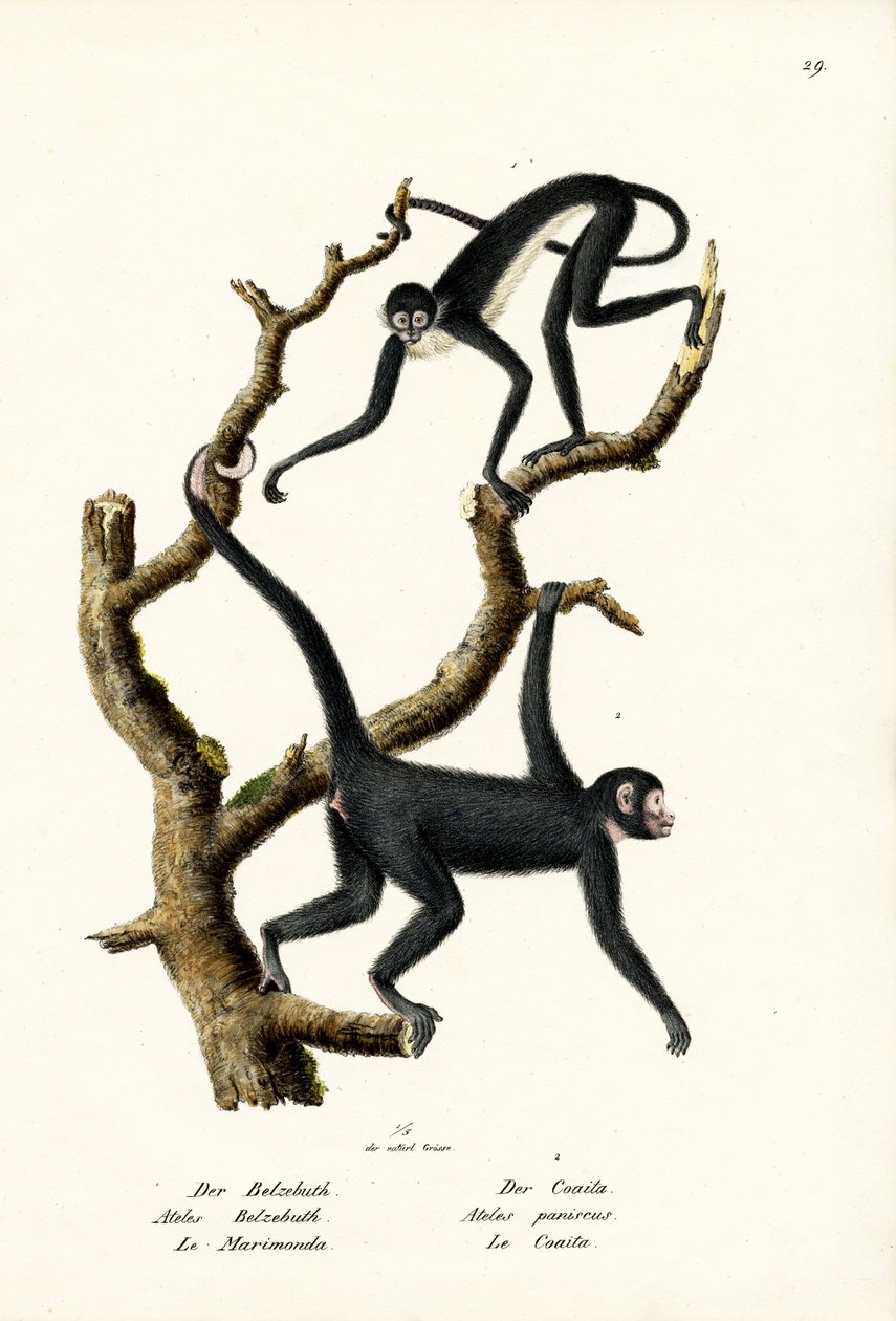 Pitkäkarvainen hämähäkkiapina, 1824 tekijältä Karl Joseph Brodtmann
