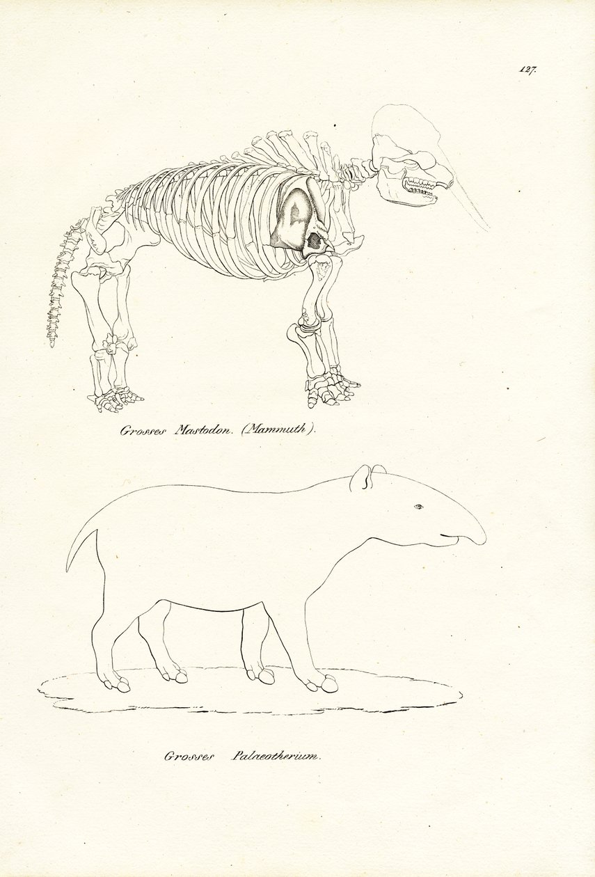 Mastodon, 1824 tekijältä Karl Joseph Brodtmann