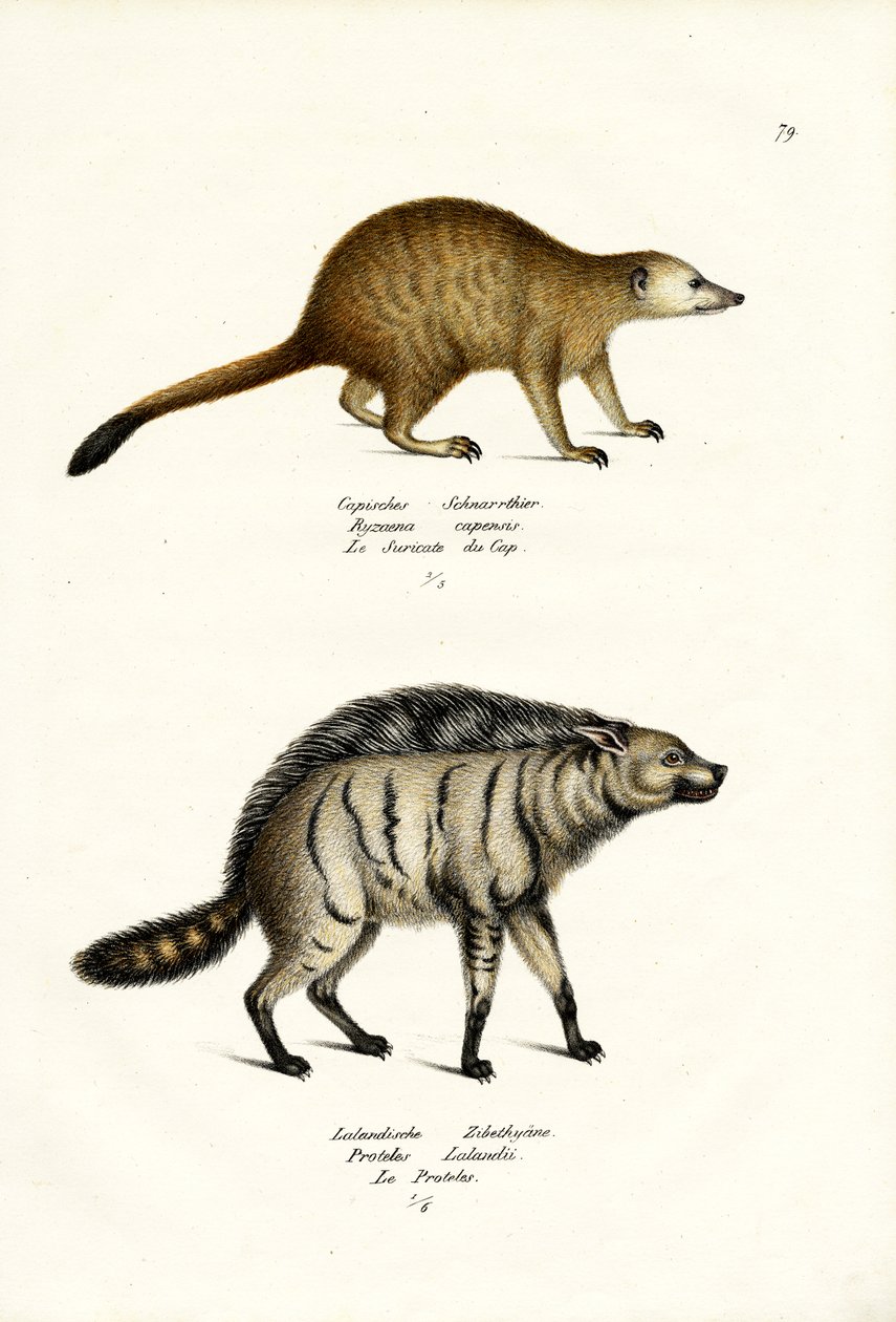 Mongoose, 1824 tekijältä Karl Joseph Brodtmann