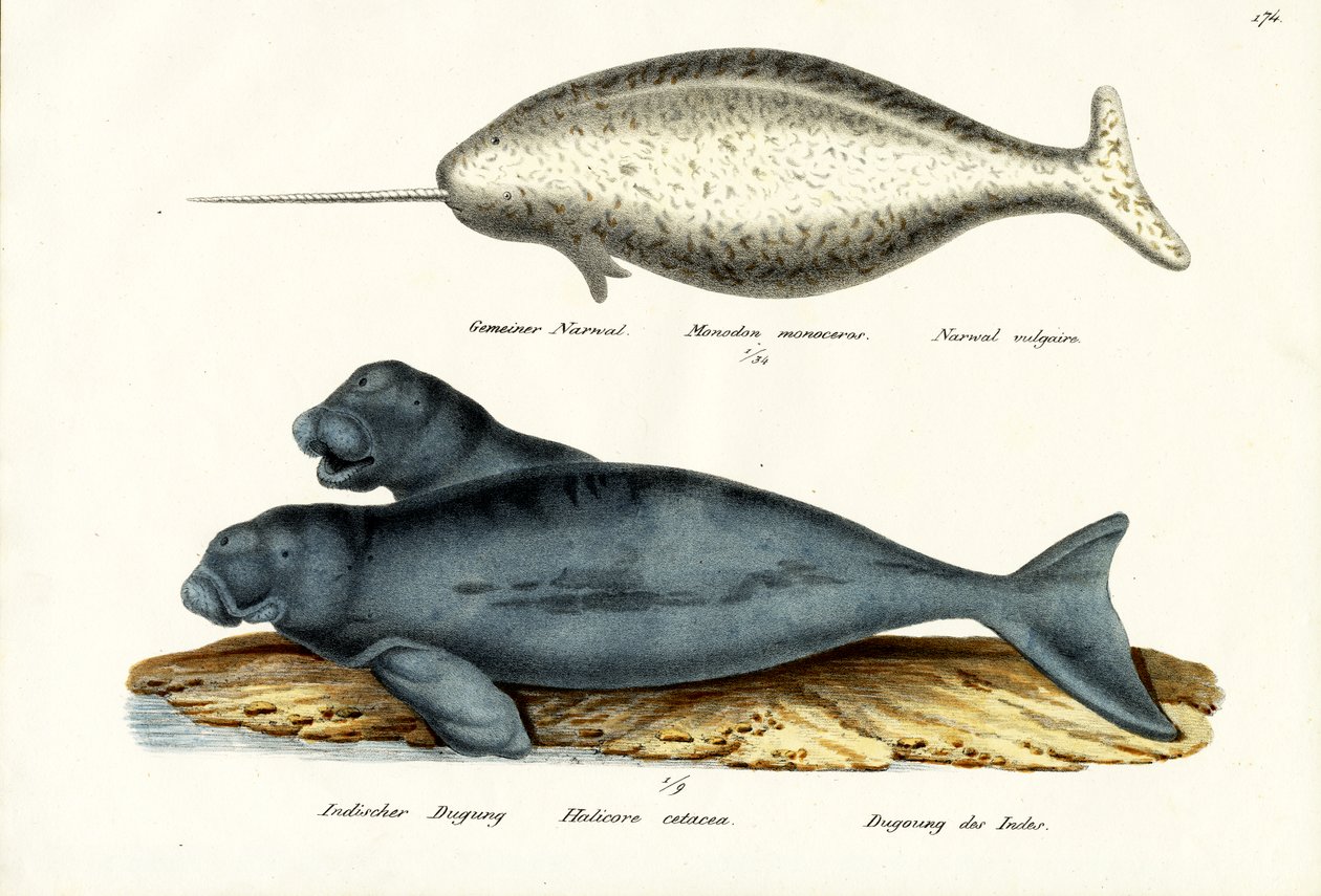 Narwhal, 1824 tekijältä Karl Joseph Brodtmann