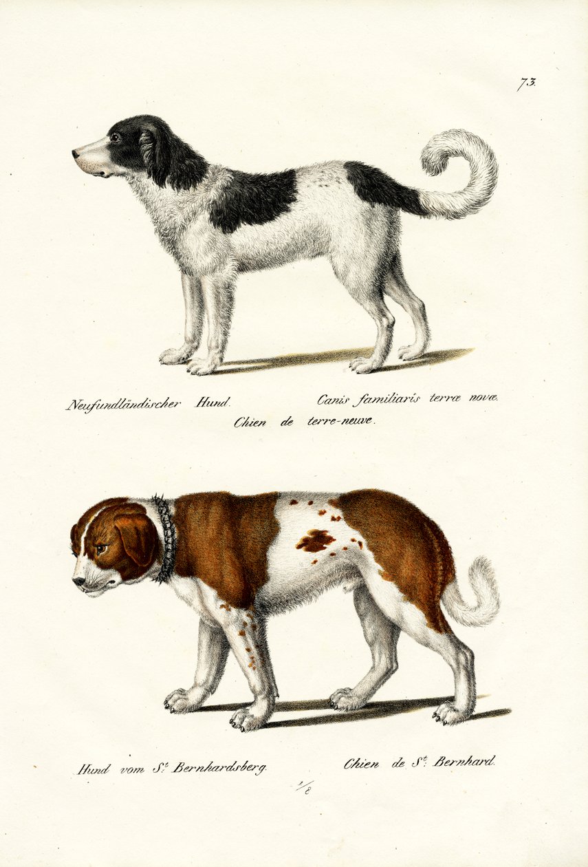Newfoundlandin koira, 1824 tekijältä Karl Joseph Brodtmann