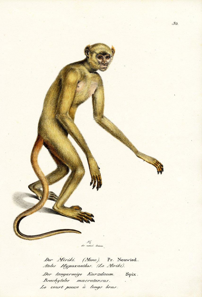 Northern Muriqui, 1824 tekijältä Karl Joseph Brodtmann