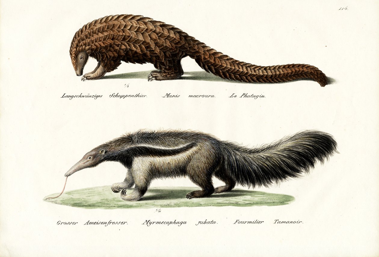 Pangolin muurahaisteatteri, 1824 tekijältä Karl Joseph Brodtmann