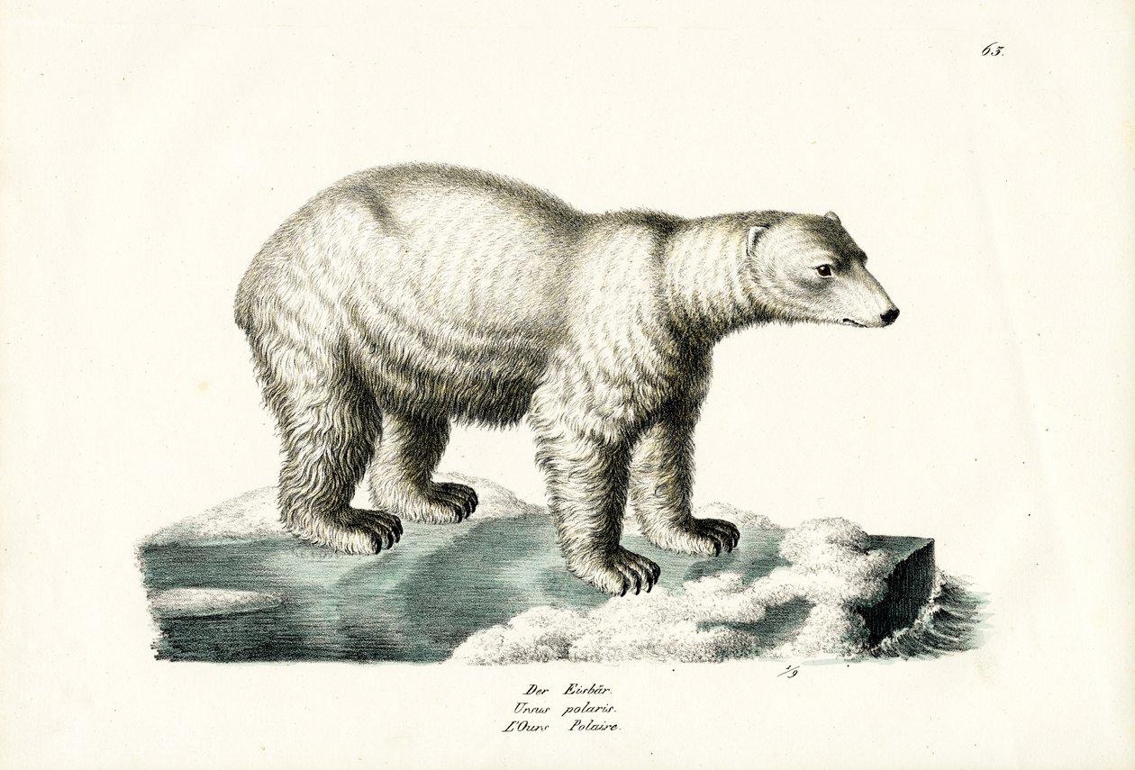 Jääkarhu, 1824 tekijältä Karl Joseph Brodtmann