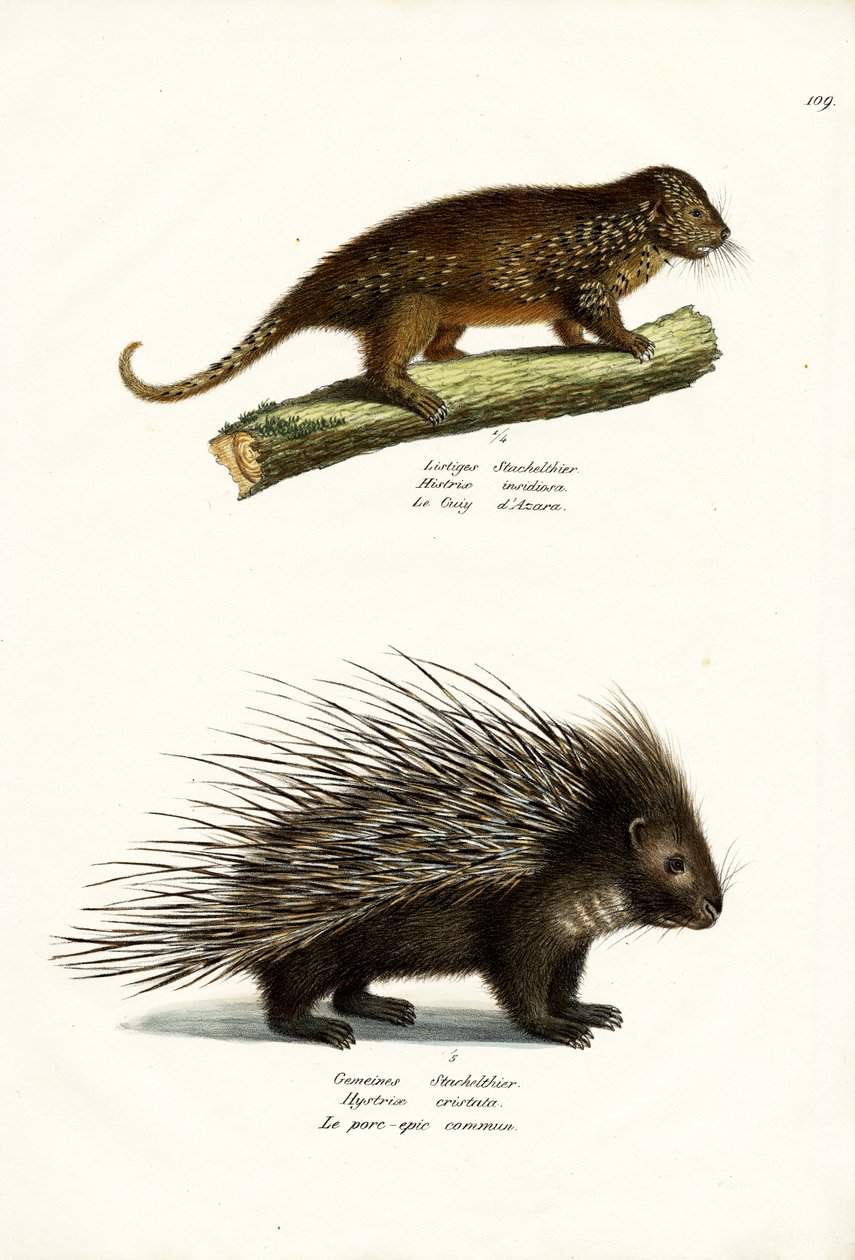 Porcupines, 1824 tekijältä Karl Joseph Brodtmann