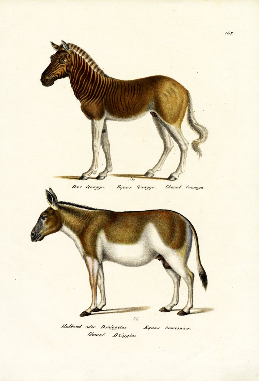 Quagga, 1824 tekijältä Karl Joseph Brodtmann