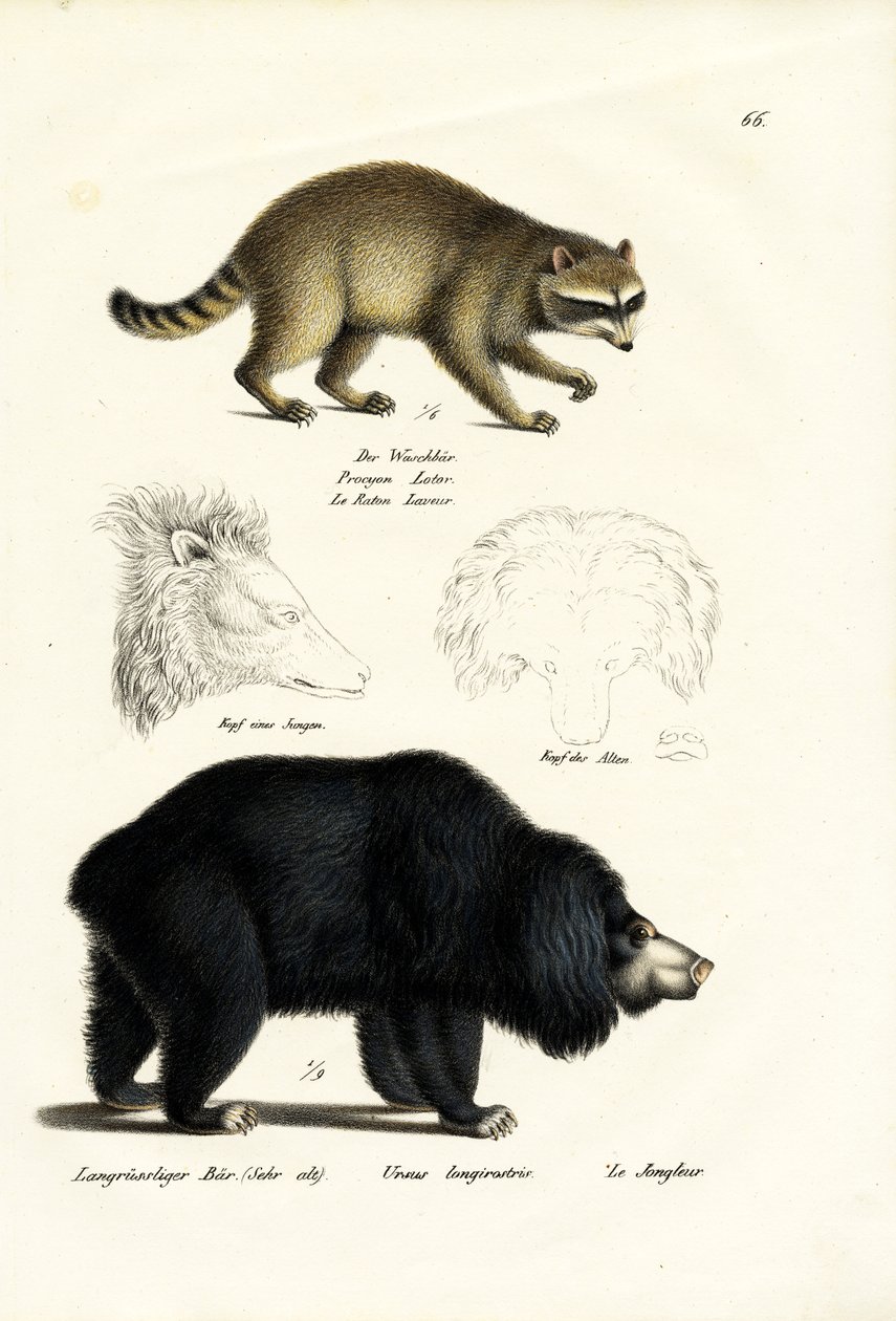 Pesukarhu, 1824 tekijältä Karl Joseph Brodtmann