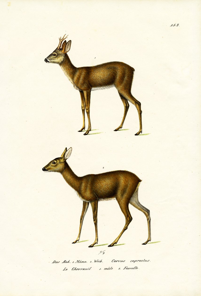 Metsikuuri, 1824 tekijältä Karl Joseph Brodtmann