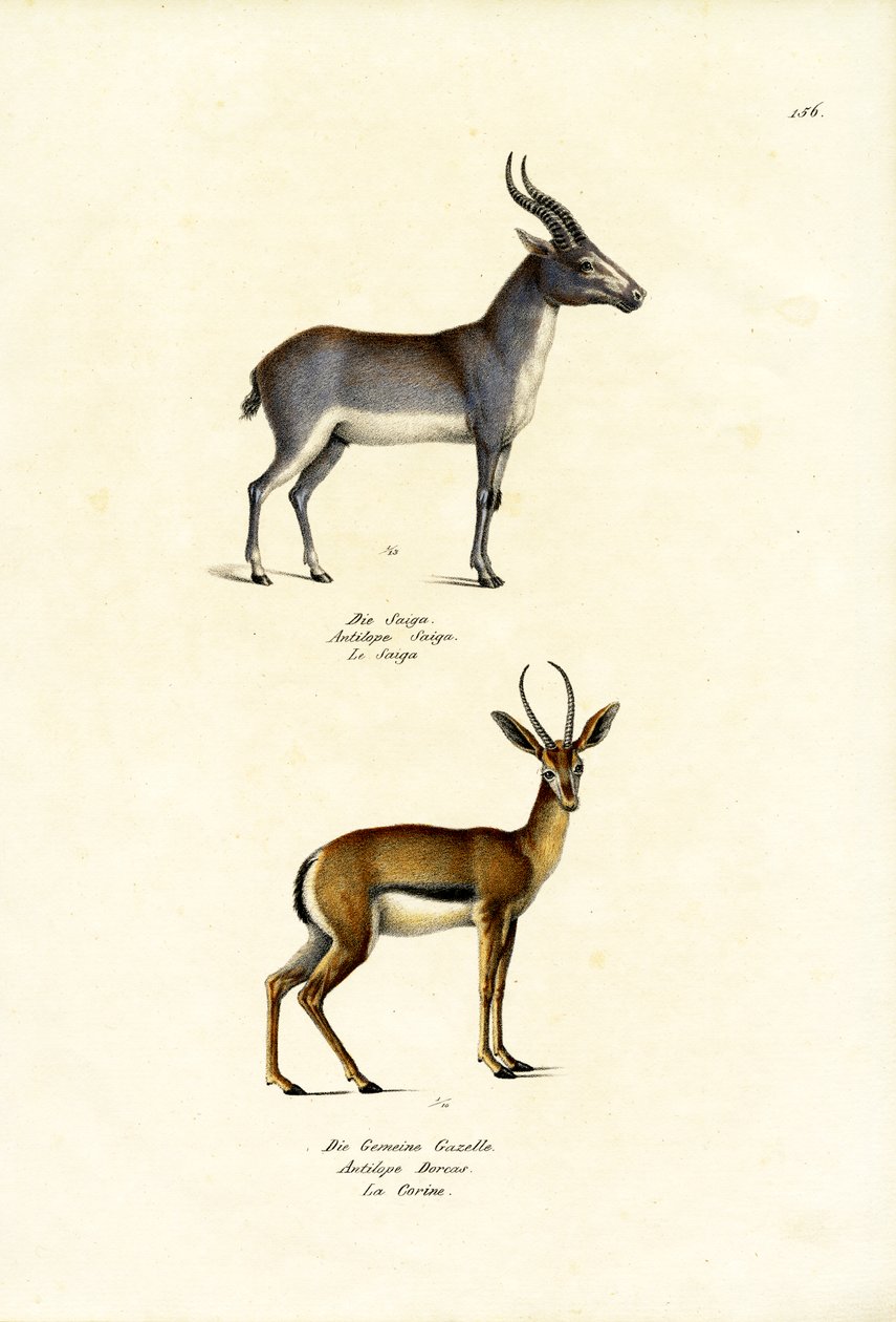 Saiga Antelope, 1824 tekijältä Karl Joseph Brodtmann