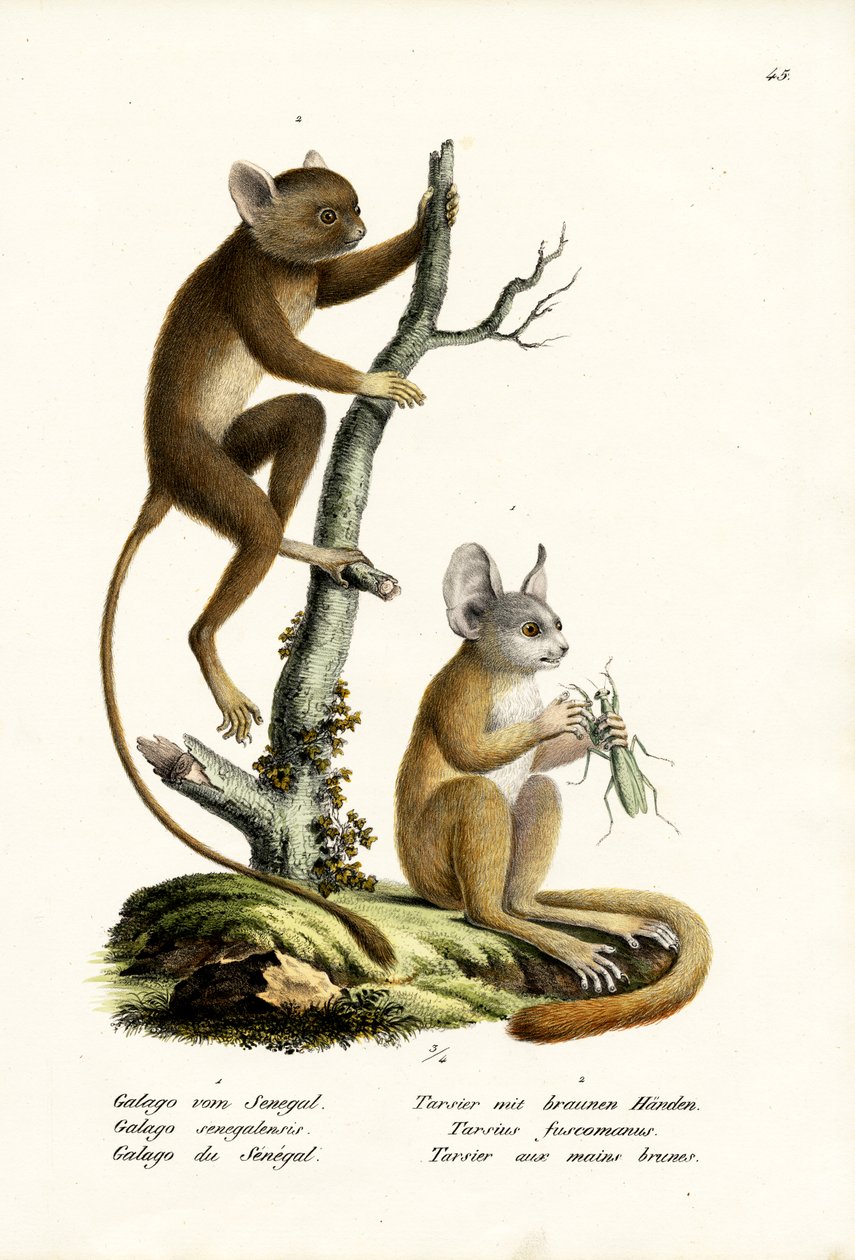 Senegal Bushbaby, 1824 tekijältä Karl Joseph Brodtmann