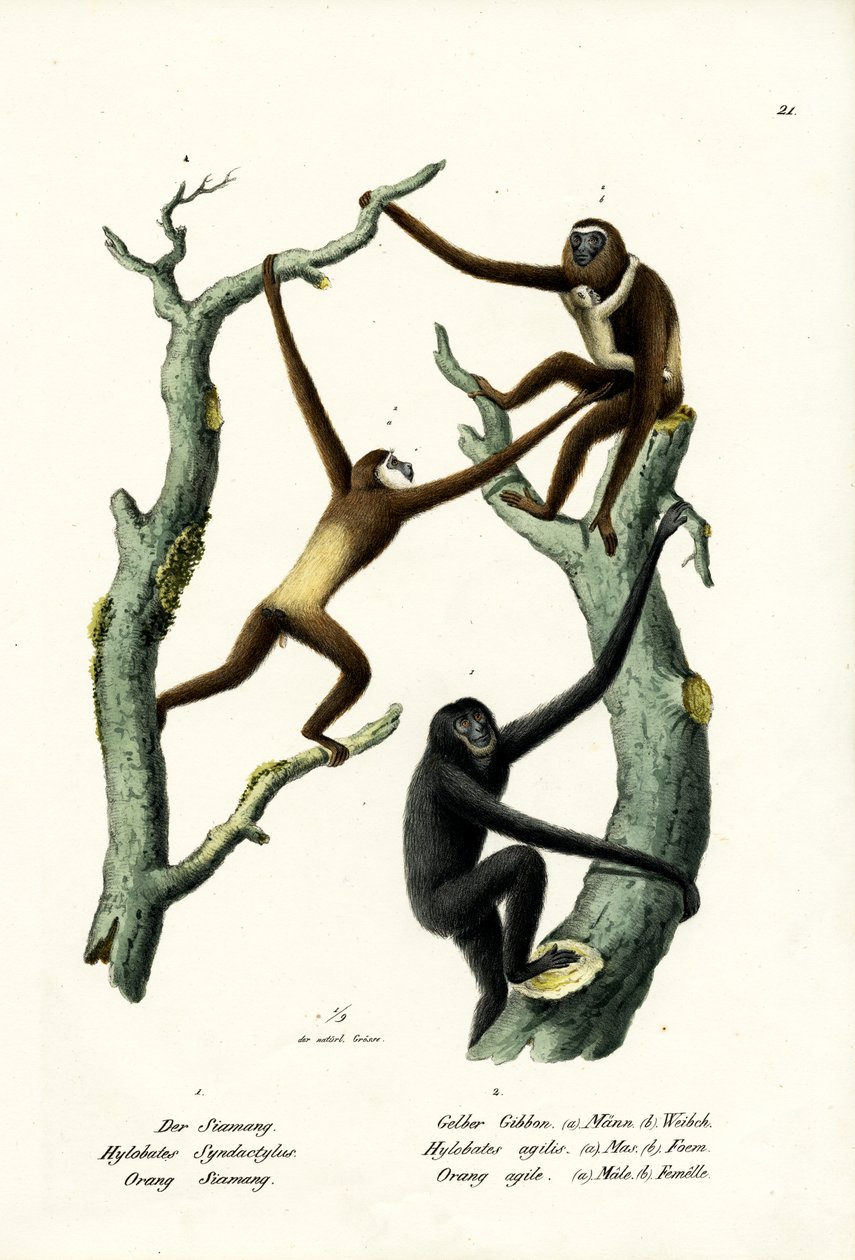 Siamang, 1824 tekijältä Karl Joseph Brodtmann