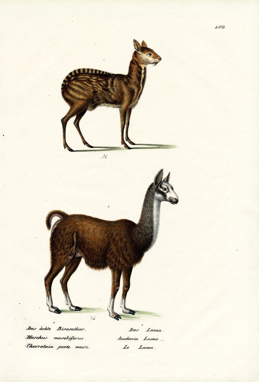 Siperian myskipeura, 1824 tekijältä Karl Joseph Brodtmann