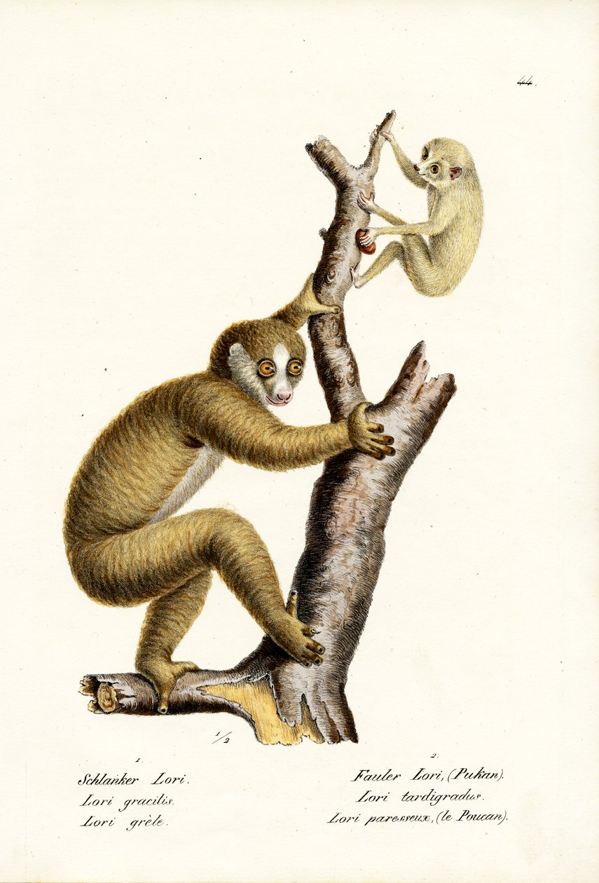 Hoikka Loris, 1824 tekijältä Karl Joseph Brodtmann