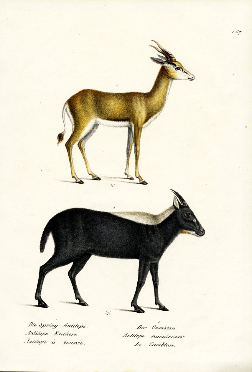 Springbuck, 1824 tekijältä Karl Joseph Brodtmann