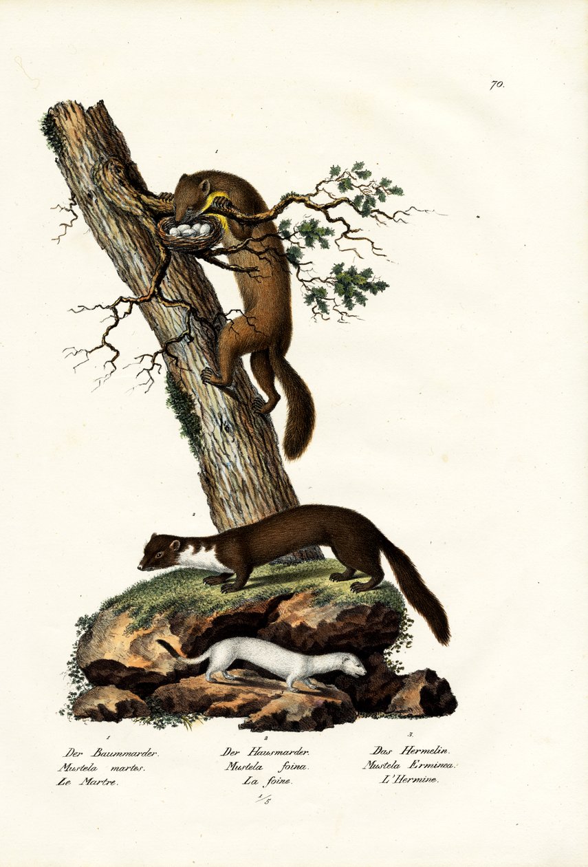 Sweet Marten, 1824 tekijältä Karl Joseph Brodtmann