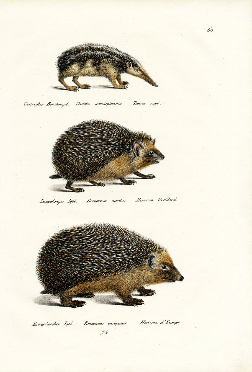 Tailleless Tenrec, 1824 tekijältä Karl Joseph Brodtmann