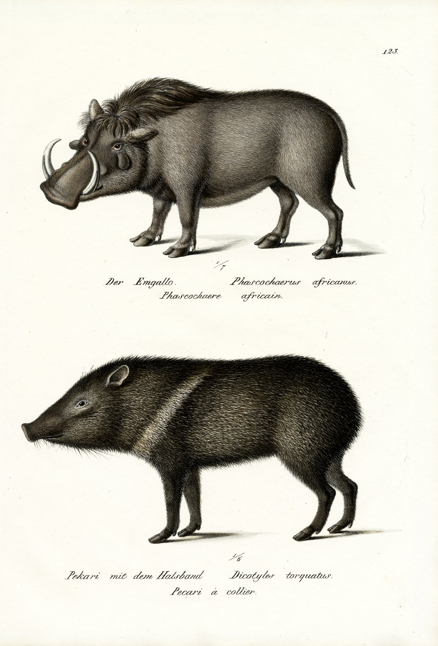 Pahkasika, 1824 tekijältä Karl Joseph Brodtmann