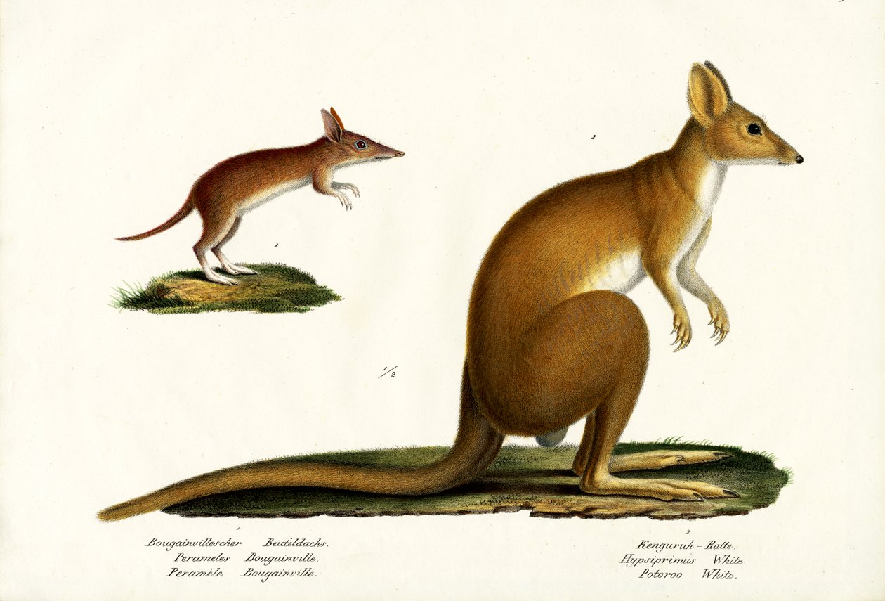 Western Barred Bandicoot, 1824 tekijältä Karl Joseph Brodtmann