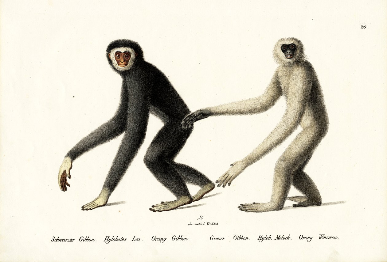 Valkokätinen Gibbon, 1824 tekijältä Karl Joseph Brodtmann