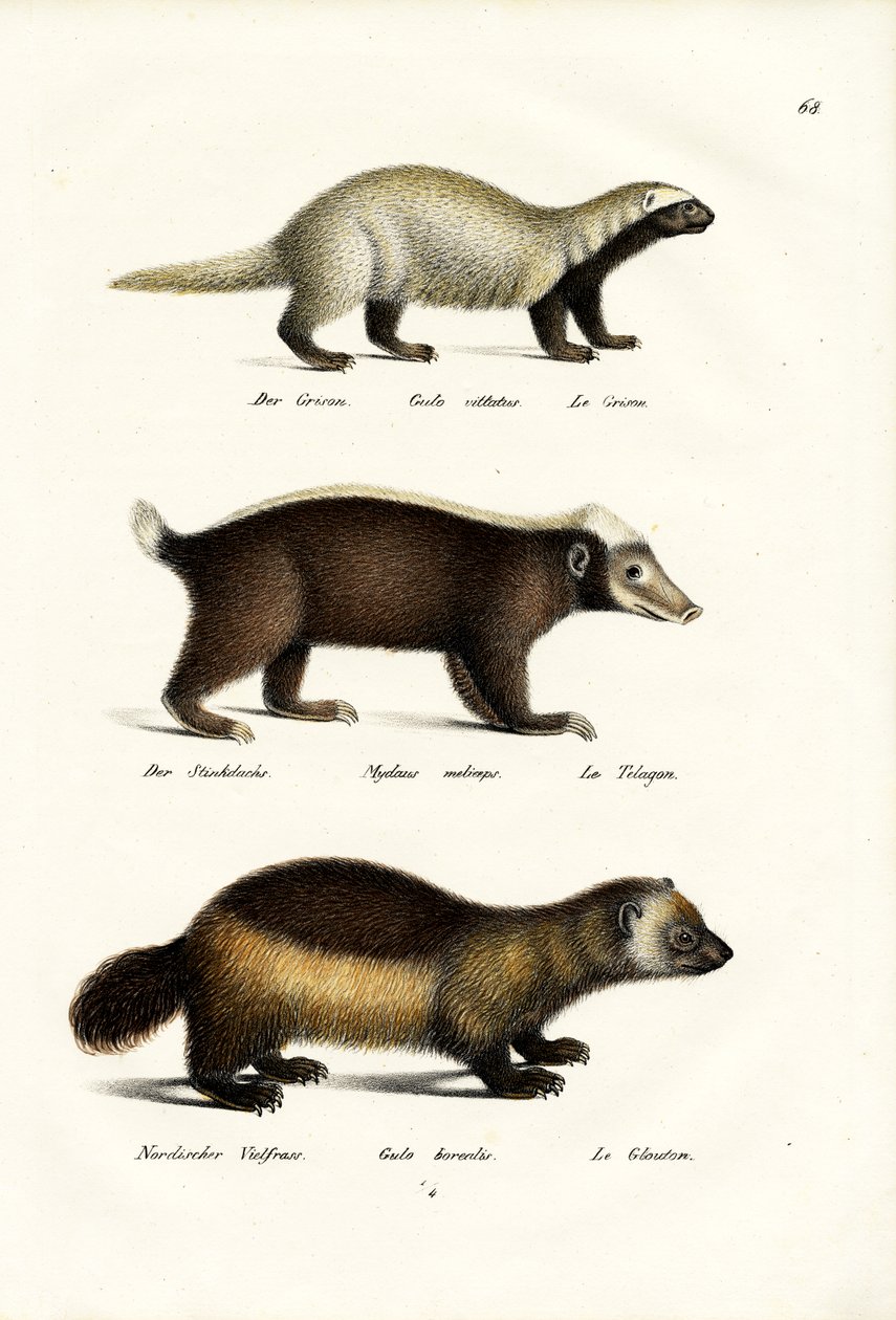 Wolverine, 1824 tekijältä Karl Joseph Brodtmann
