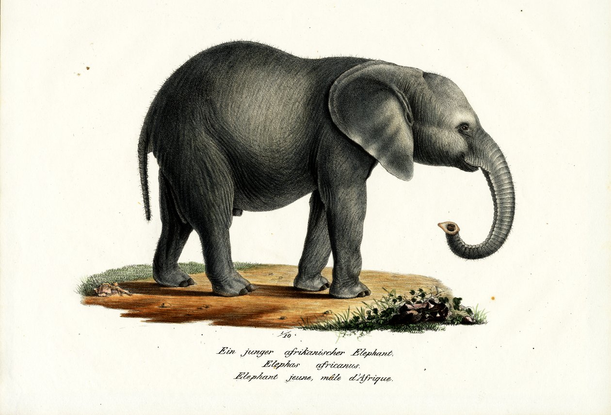 Nuori afrikkalainen norsu, 1824 tekijältä Karl Joseph Brodtmann