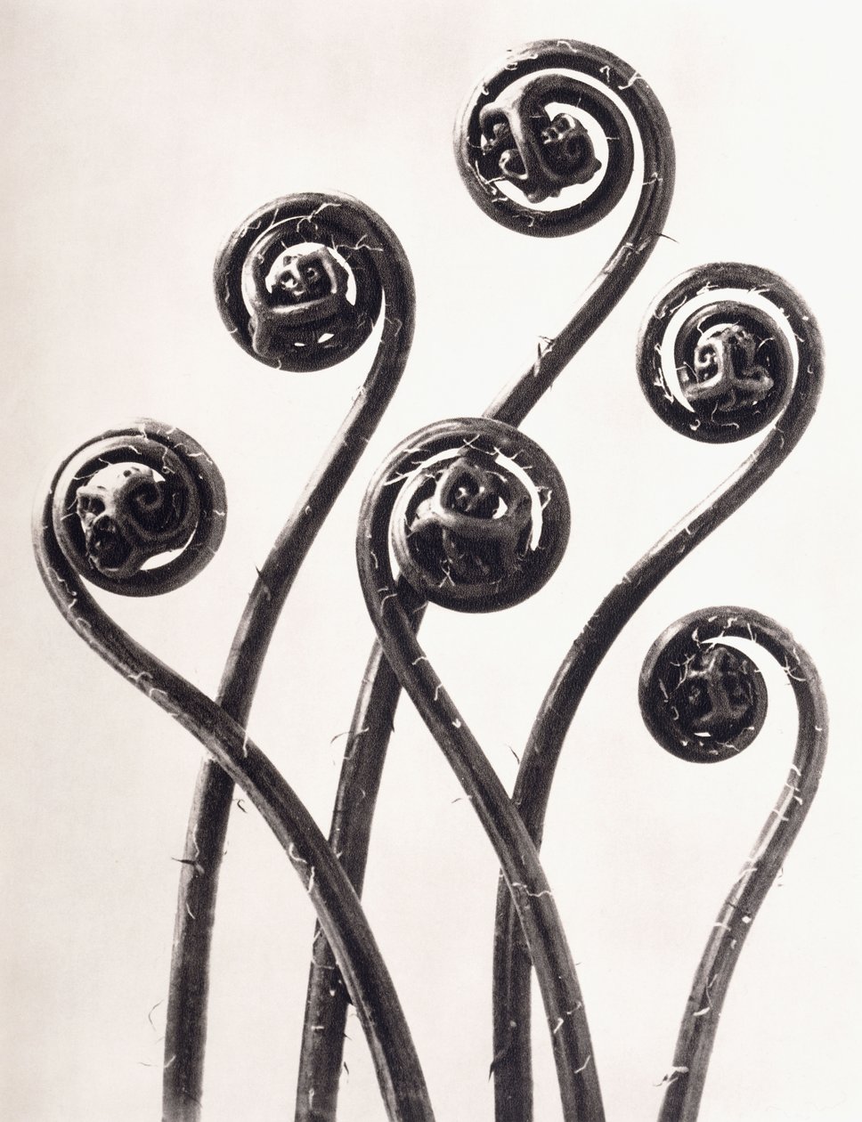 Adiantum Pedatum - Amerikan neitsytkarva saniainen, nuoret rullatut lehdet suurennettu kahdeksan kertaa tekijältä Karl Blossfeldt