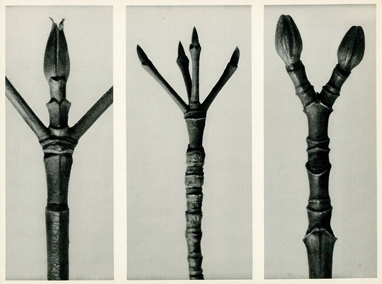 Cornus Nuttallii, 1929 (syväpaino) tekijältä Karl Blossfeldt